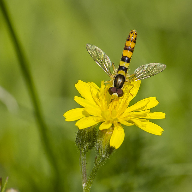 Marmalade hoverfly on a Dandelion flower