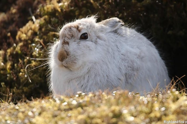 Scottish Mountain Hare
