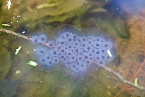 Spotted Salamander Egg Mass No &amp;quot;Halo&amp;quot; around the center eggs