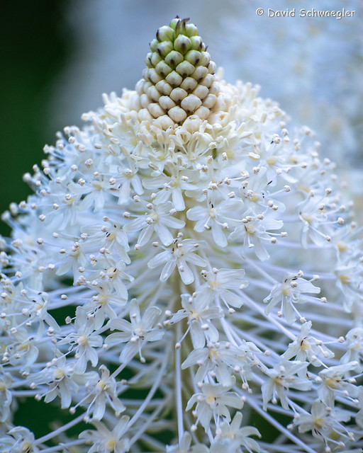Common Beargrass Close-up