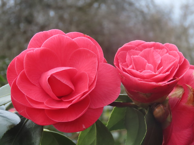 Red Camelia Flowers