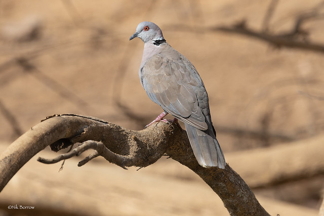 African Mourning Dove Streptopelia decipiens shelleyi