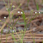 Pineland Scalypink (Stipulicida setacea) Lake Monroe Conservation Area, Kratzert Tract, Volusia County, March 2024.