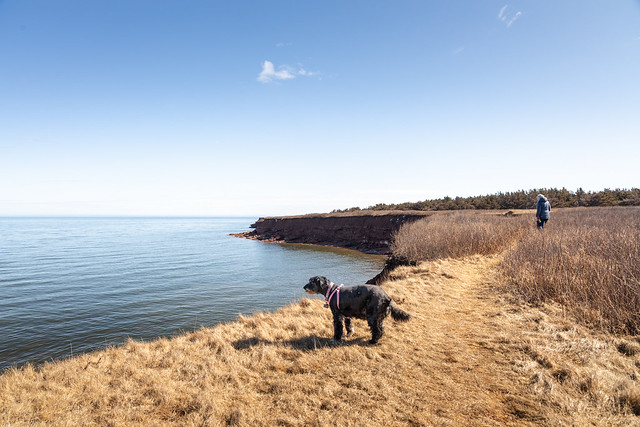 A Northern Dog in PEI