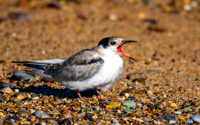 Common Tern (Sterna hirundo) begging