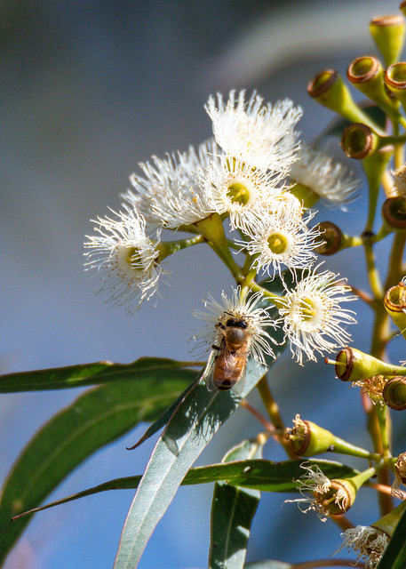 Flowering gum tree with lemon coloured blossoms and honey bee