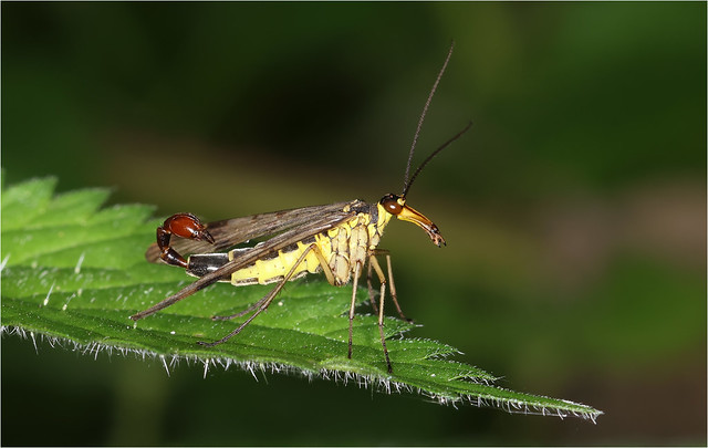 Scorpion Fly - Panorpa communis