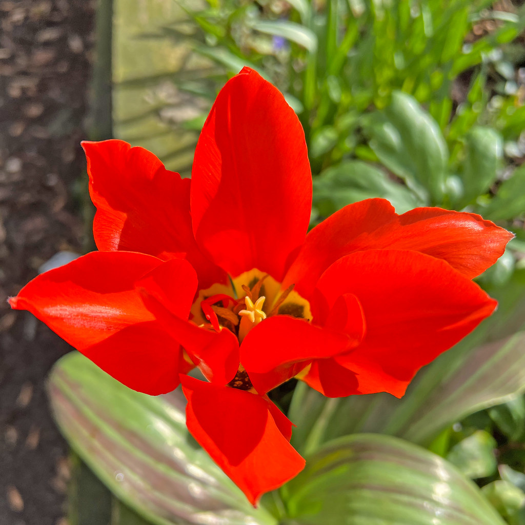 Tulip
