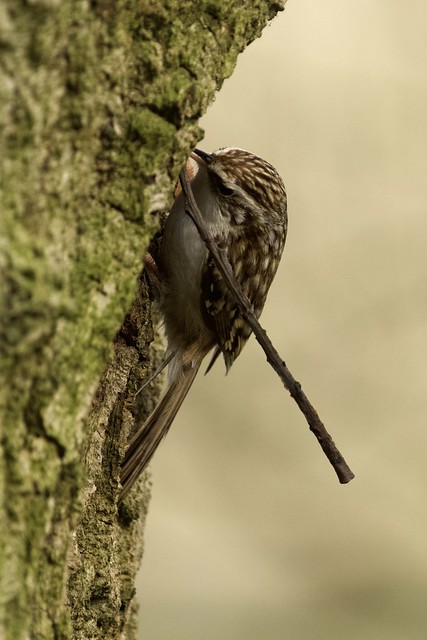 Moving house - the industrious, amazing,Treecreeper