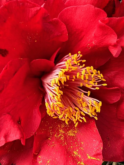 Camellia macro
