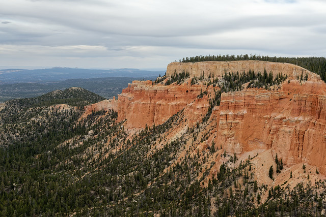 Evergreens Seemingly Climbing up an Escarpment (Bryce Canyon National Park)