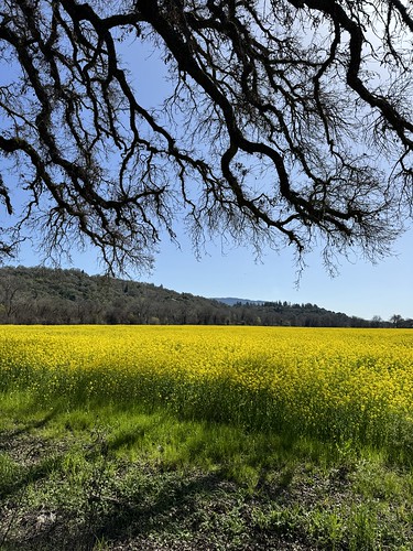 Black mustard in a field Ukiah, California
