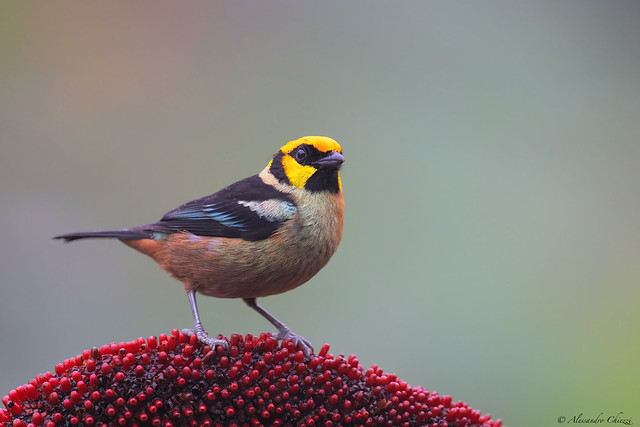 Flame-faced tanager