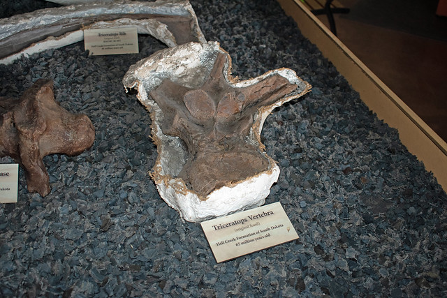 Triceratops vertebra