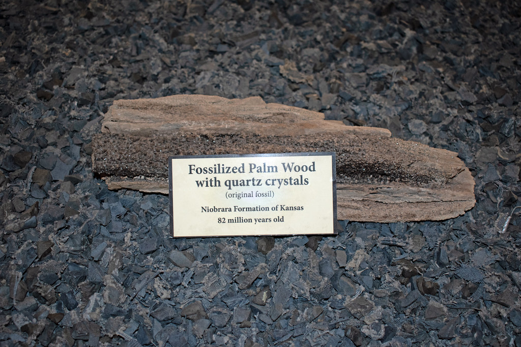 Fossilized Palm Wood