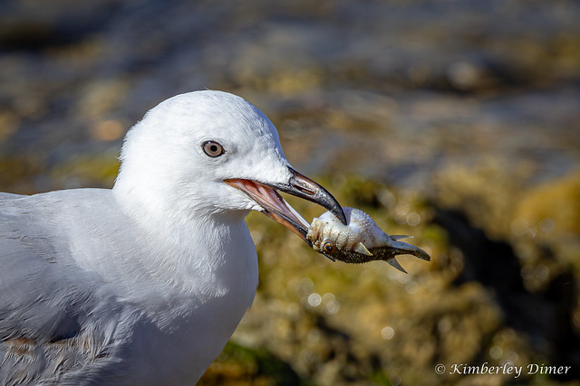 Silver Gull with a tasty Common Blowfish