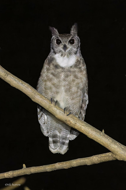 Greyish Eagle-Owl Bubo cinerascens