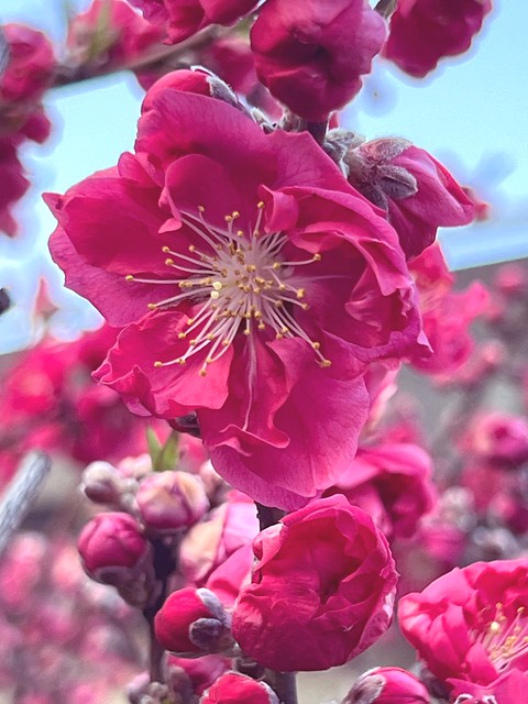 Cherry Blossom - Arashiyama Bamboo Grove