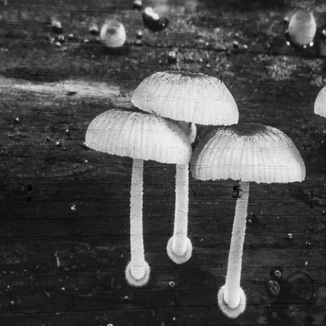 Mushroom Projections