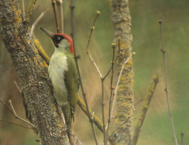 Green woodpecker & bokeh