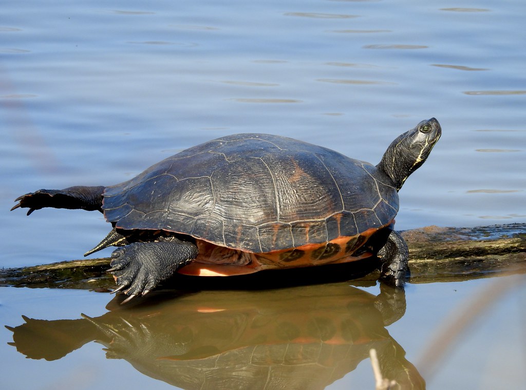 Northern Red-bellied Turtle, Bucks County, PA, March 2024