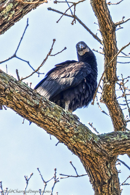 Vulture watch from a tall tree