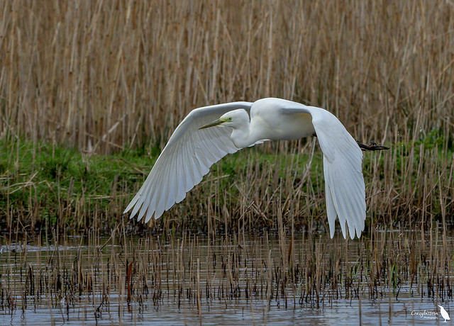 Great White Egret.