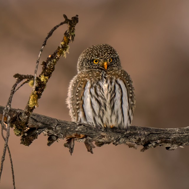 Northern pygmy owl-5089-Edit