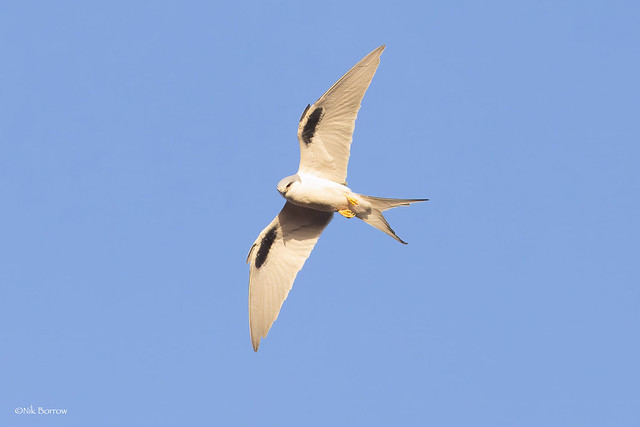 African Swallow-tailed Kite Chelictinia riocourii