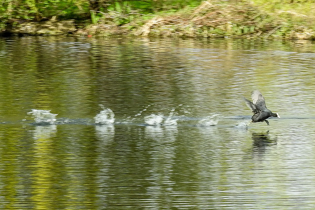 13019 Coot at Full Speed