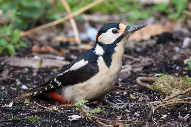 Great Spotted Woodpecker Dendrocopus major (M)
