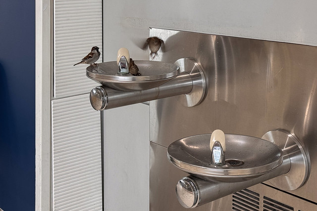 Birds using the public water fountain inside EWR [Dy 64/366]