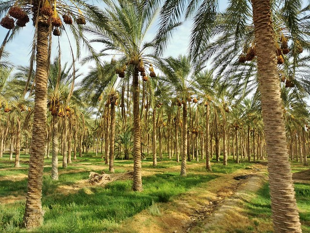 date palm grove
