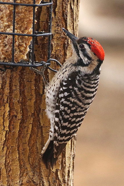 Ladder-backed Woodpecker, male. New Mexico, USA.