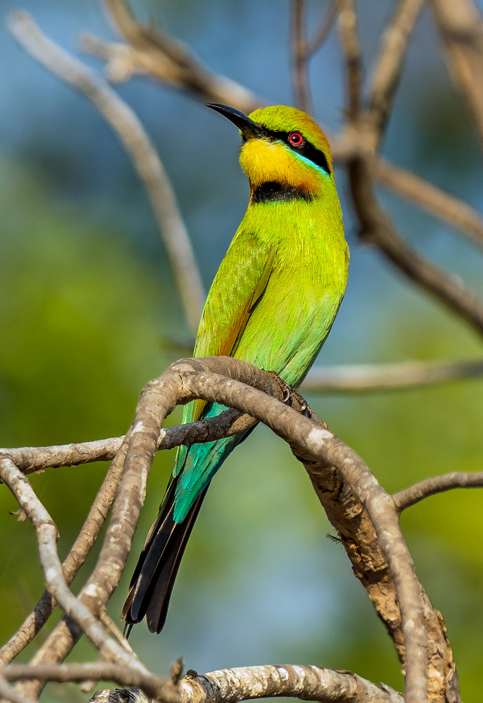 rainbow bee-eater (Merops ornatus) - Rapid Creek, Darwin, Northern Territory, Australia