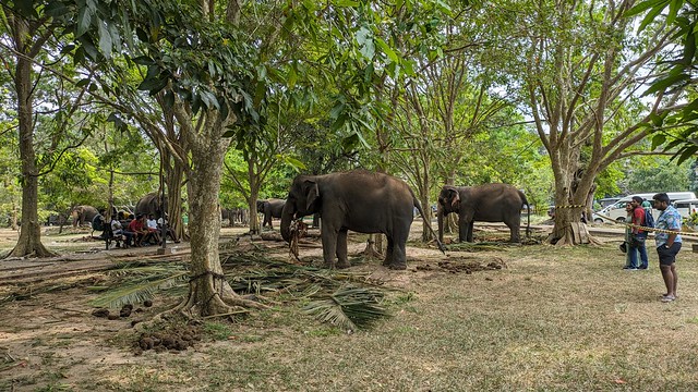 Temple Elephants - Colombo, Sri Lanka