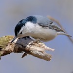 White-breasted nuthatch nuthatch
