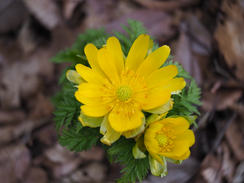 One of the early spring flowers
