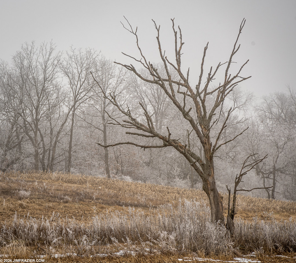 Hoar Frost and Dead Tree