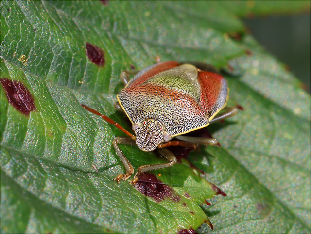 Gorse Shieldbug - Piezodorus lituratus