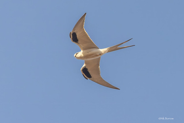 African Swallow-tailed Kite Chelictinia riocourii