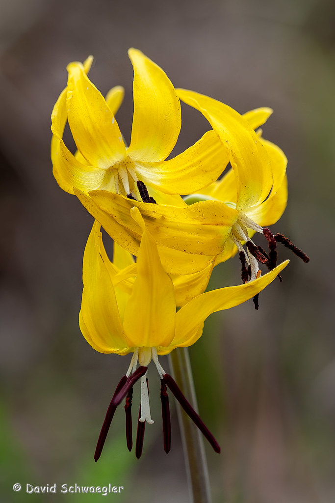 Glacier Lily Flowers Close-up