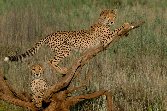 Cheetah Cubs Playing
