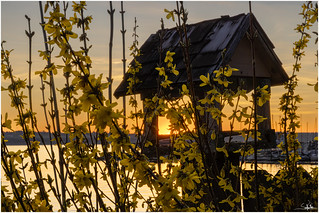 Forsythia Sunset