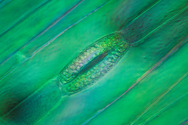Chloroplasts in the stomata of the epidermis of a tulip stem. Oblique transmitted polarized light. 119:1