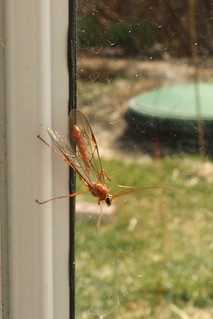 2024-03-17. Ichneumon wasp 01