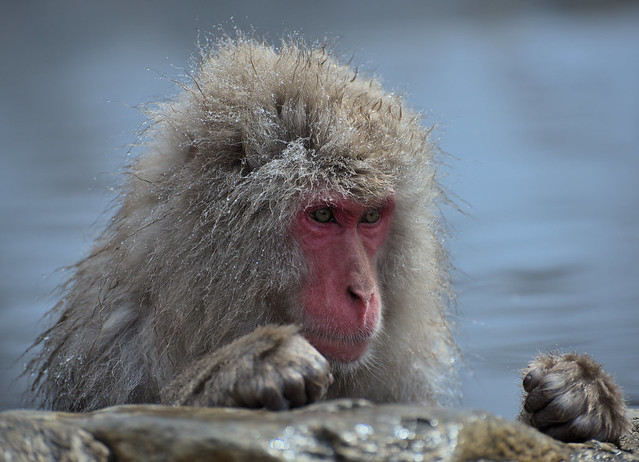 Angry monkey