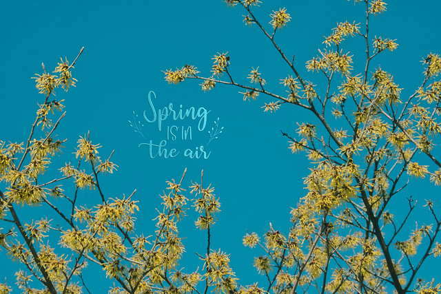 Spring is in the Air