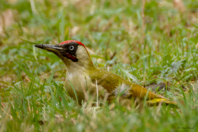 Green Woodpecker | Groene Specht | Grünspecht, (Picus viridis)