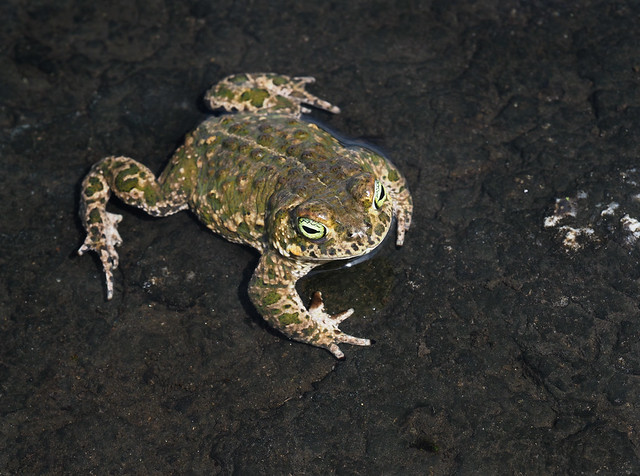 Natterjack Toad (Epidalea calamita), Faia Brava Private Nature Reserve, Portugal